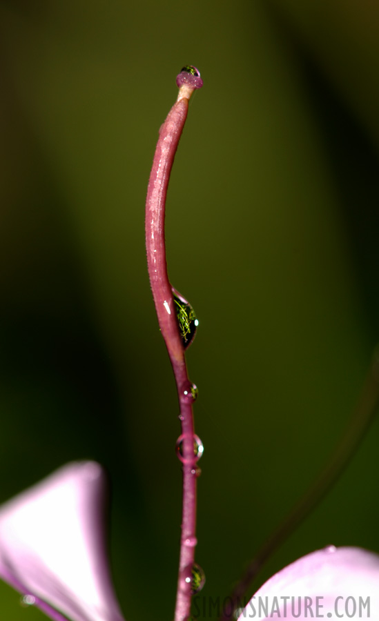 [105 mm, 1/60 Sek. bei f / 10, ISO 100]